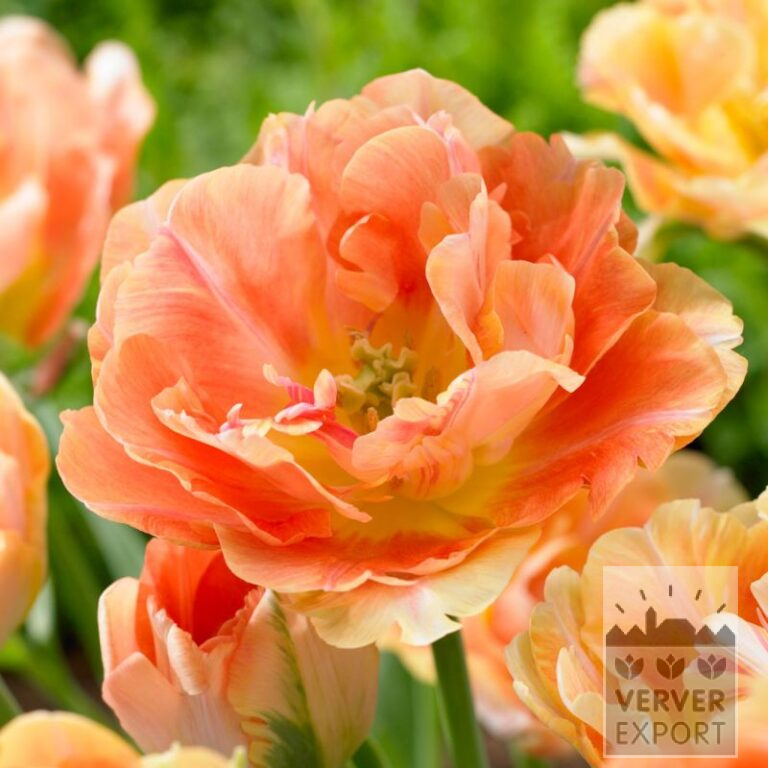 Tulpen 'Charming Beauty' (12724)