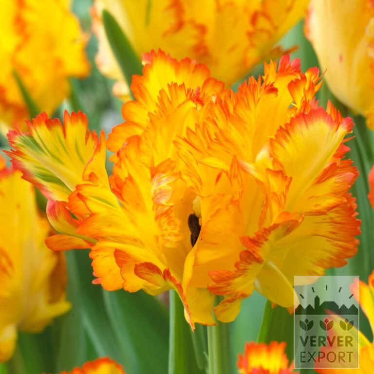Tulpen 'Caribbean Parrot' (12726)