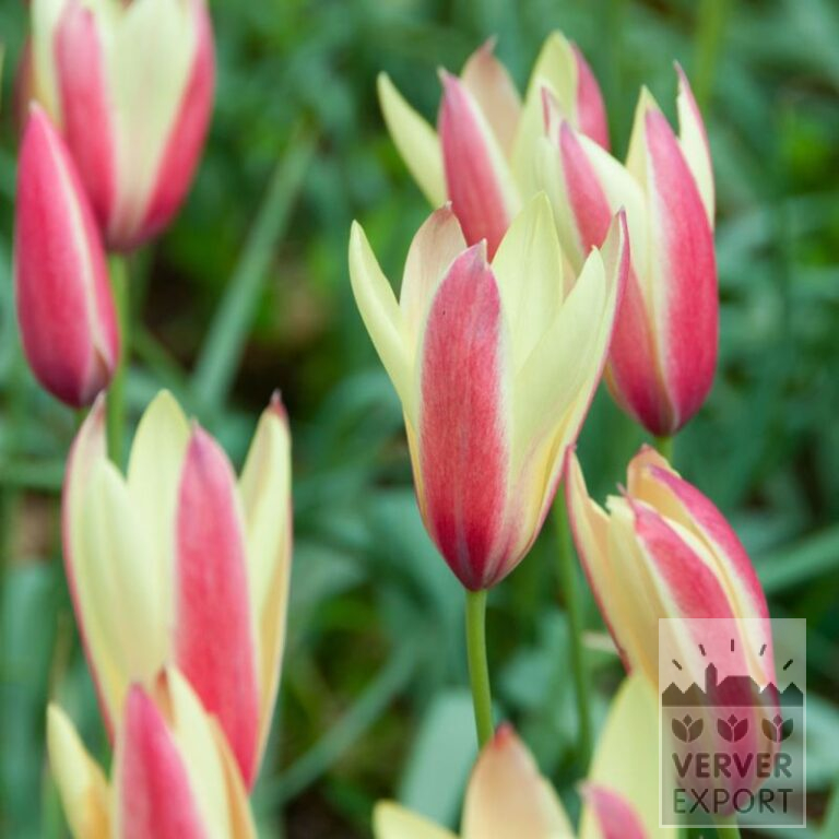 Tulpen clusiana 'Cynthia' (12727)
