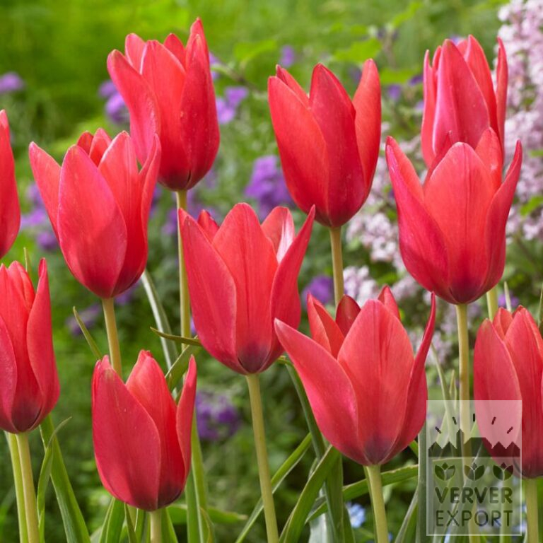 Tulpen clusiana 'Annika' (12729)