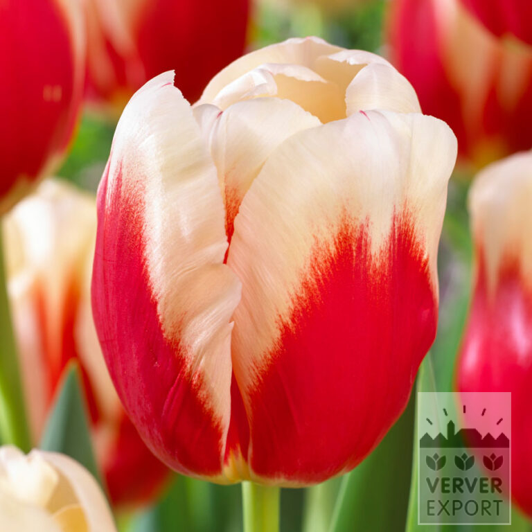 Tulpen 'Roman Empire' (12735)