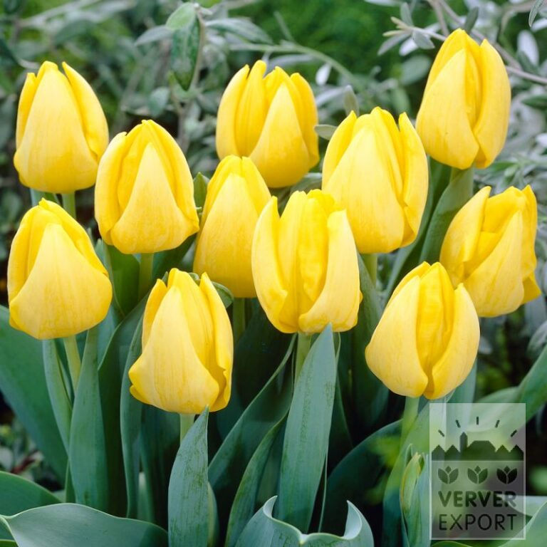 Tulpen 'Kikomachi' (12753)