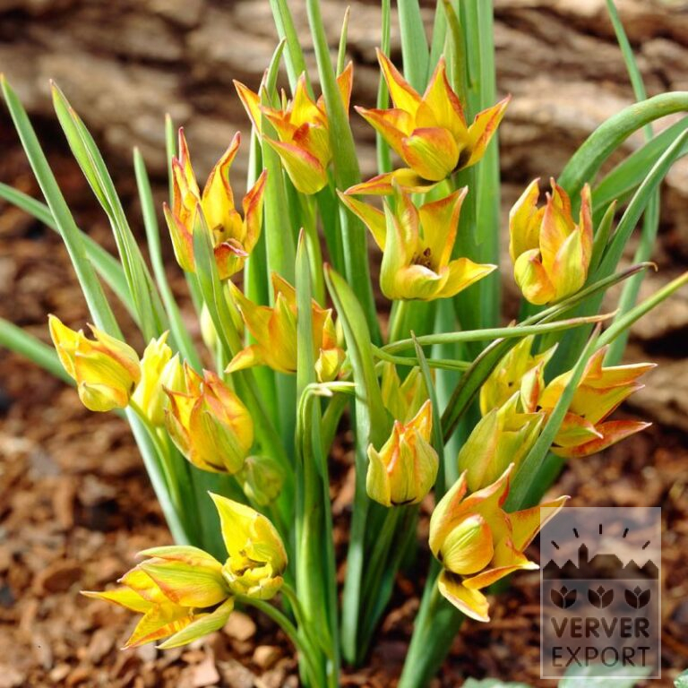 Tulpen orphanidea 'Flava' (12756)