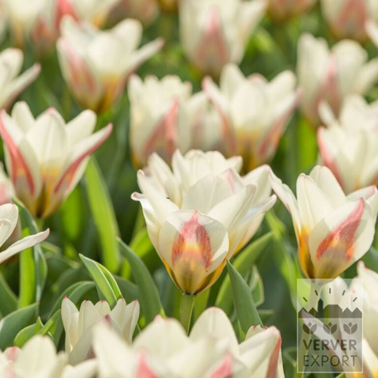 Tulpen 'Hope' (12758)