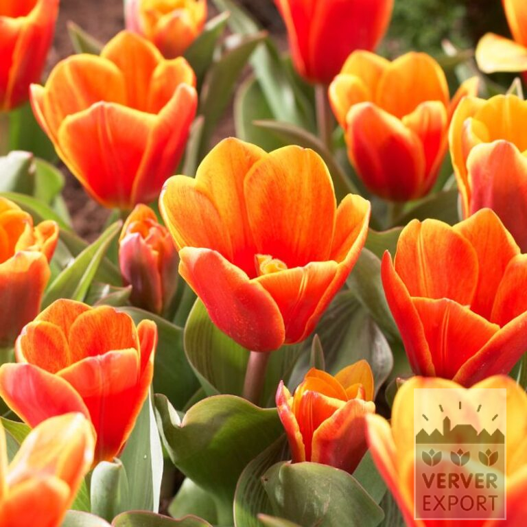 Tulpen 'Princess Household' (12759)