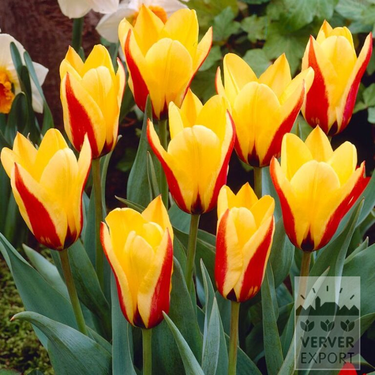 Tulpen 'Graefin Bettina' (12761)