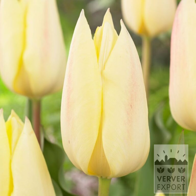 Tulpen 'Yellow Surprise' (12763)
