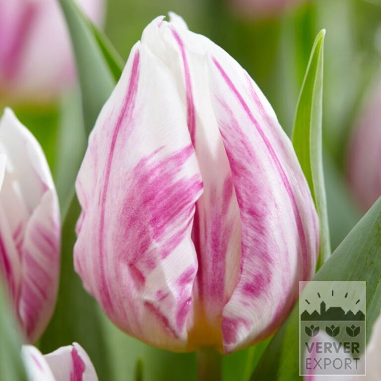 Tulpen 'Flaming Prince' (12766)