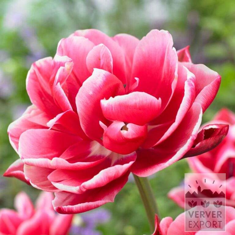 Tulpen 'Columbus' (12768)