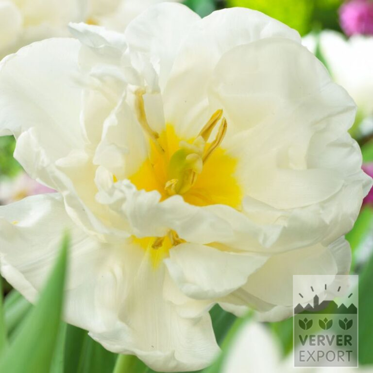 Tulpen 'Mondial' (12769)