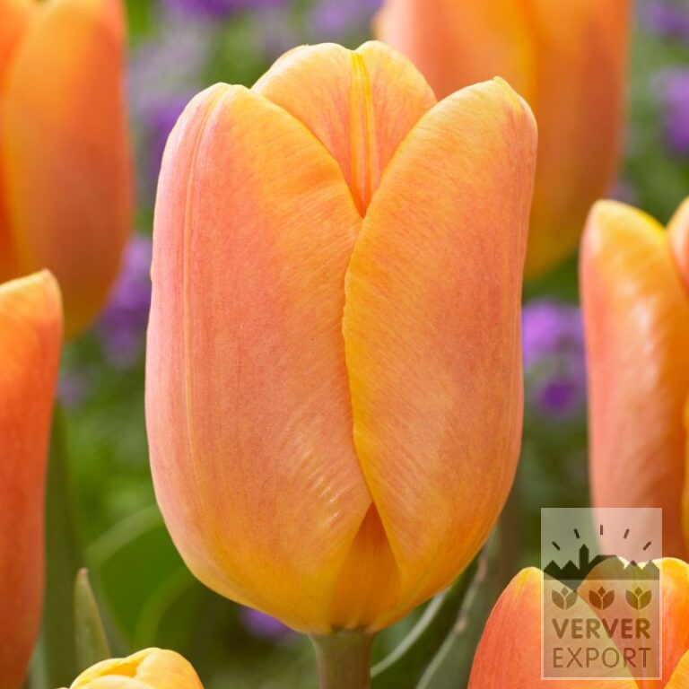 Tulpen 'Bellville' (12776)