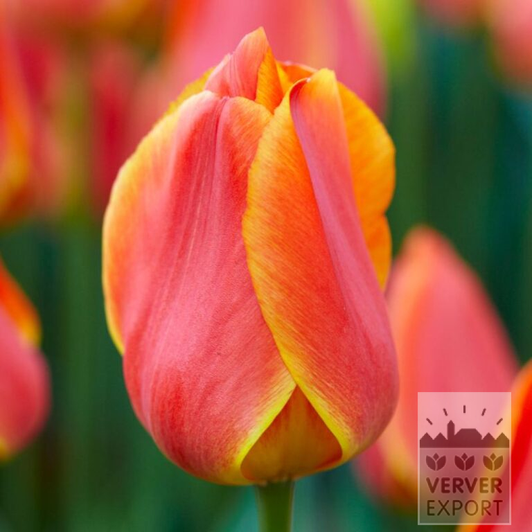 Tulpen 'Okura' (12782)