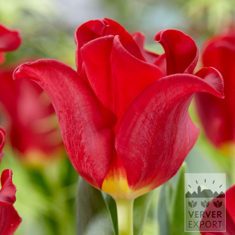 Tulpen 'Red Dress' (12791)