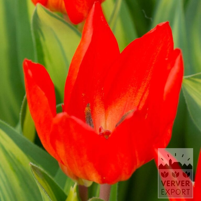 Tulpen praestans 'Paradox' (12798)