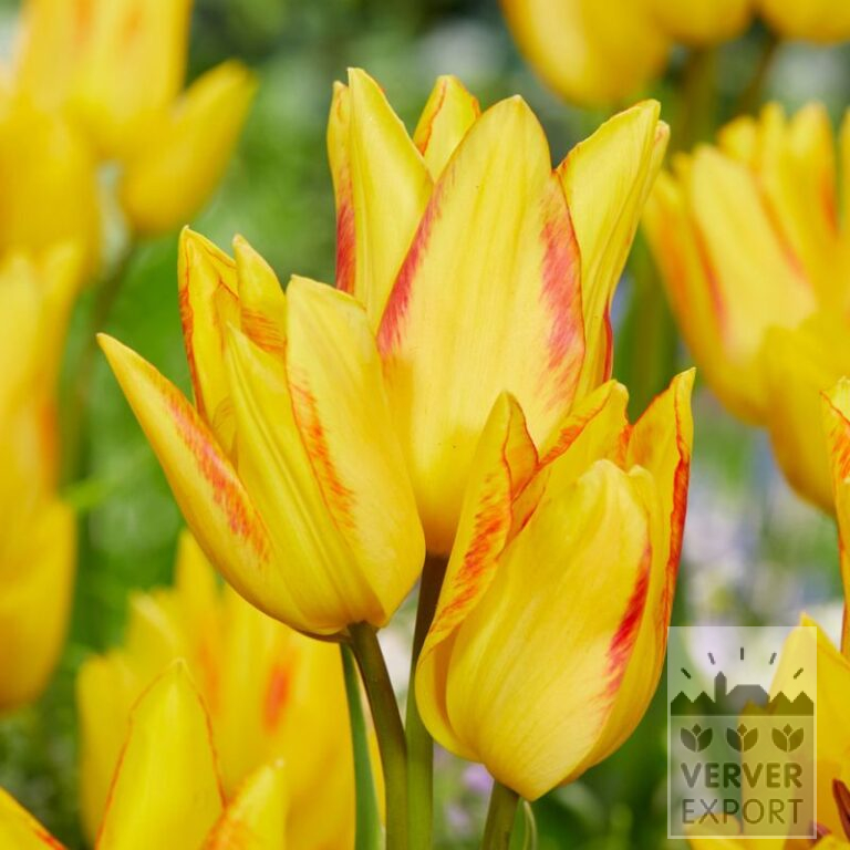 Tulpen 'Royal Georgette' (12800)