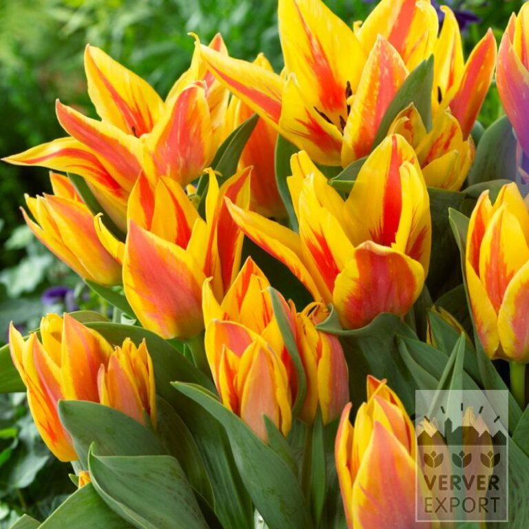Tulpen 'Winnipeg' (12801)