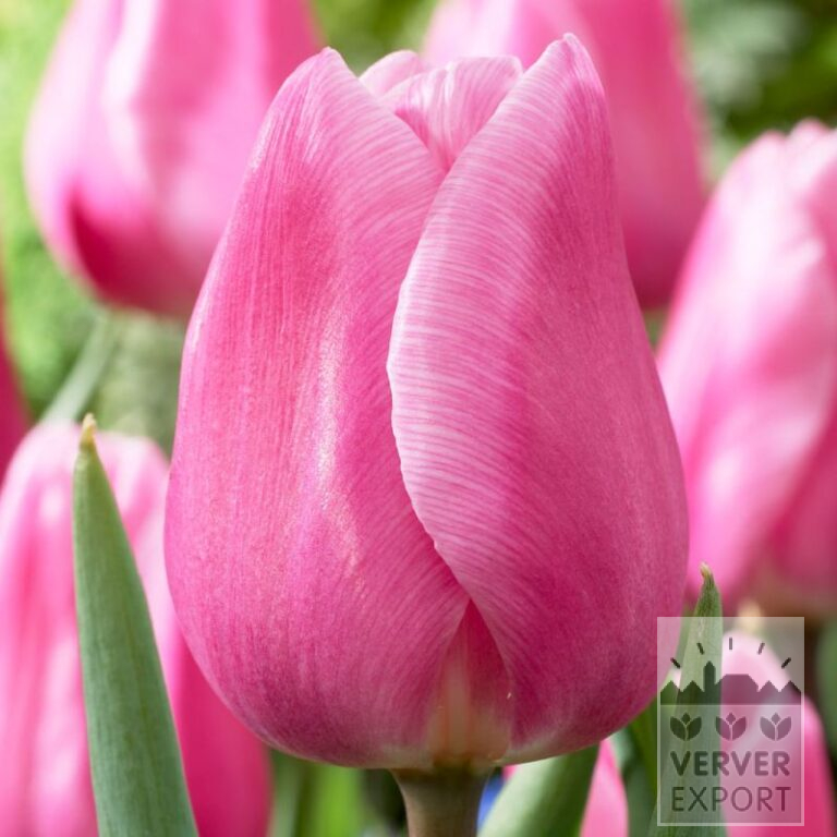 Tulpen 'Aafke' (12810)