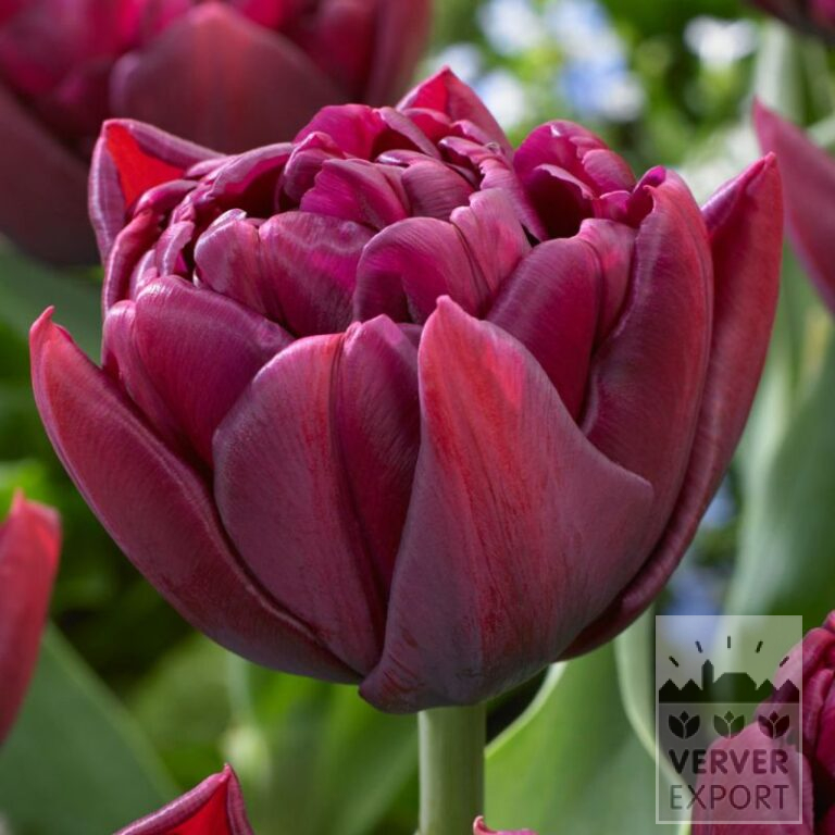 Tulpen 'Alison Bradley' (12824)