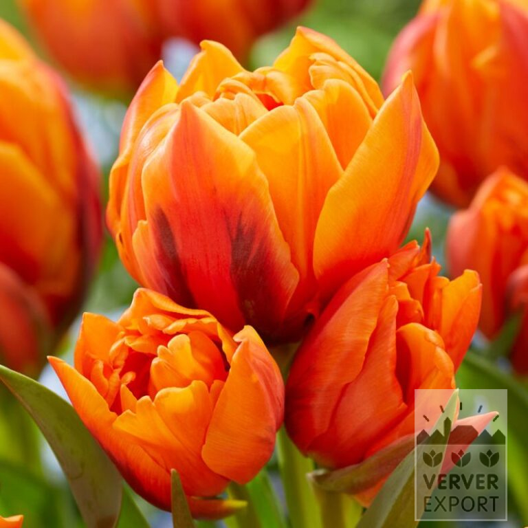 Tulpen 'Gaston' (12825)