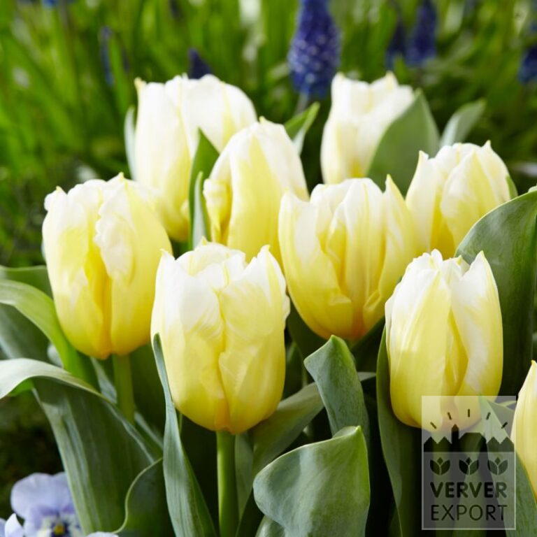 Tulpen 'Calgary Flames' (12826)