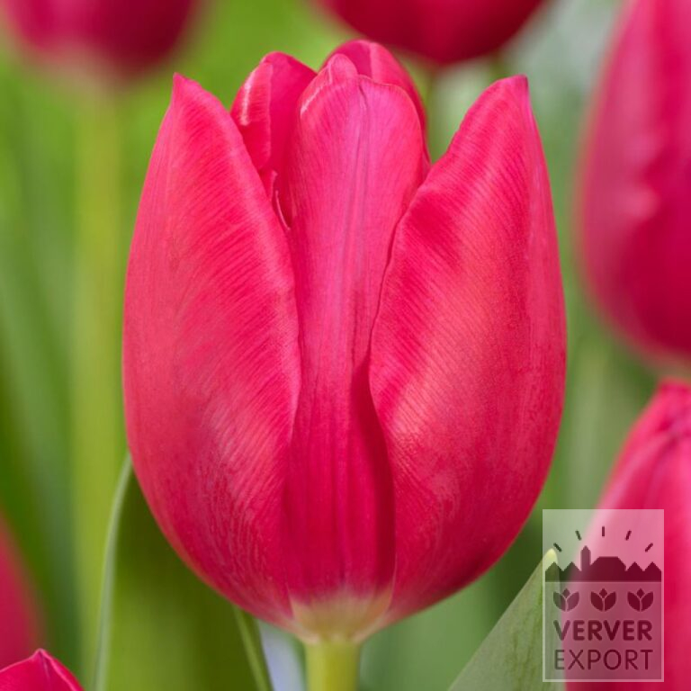 Tulpen 'Mosni' (12831)