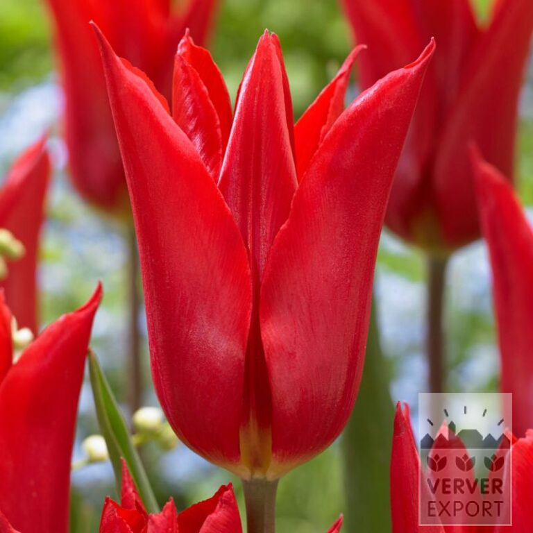 Tulpen 'Istanbul' (12836)
