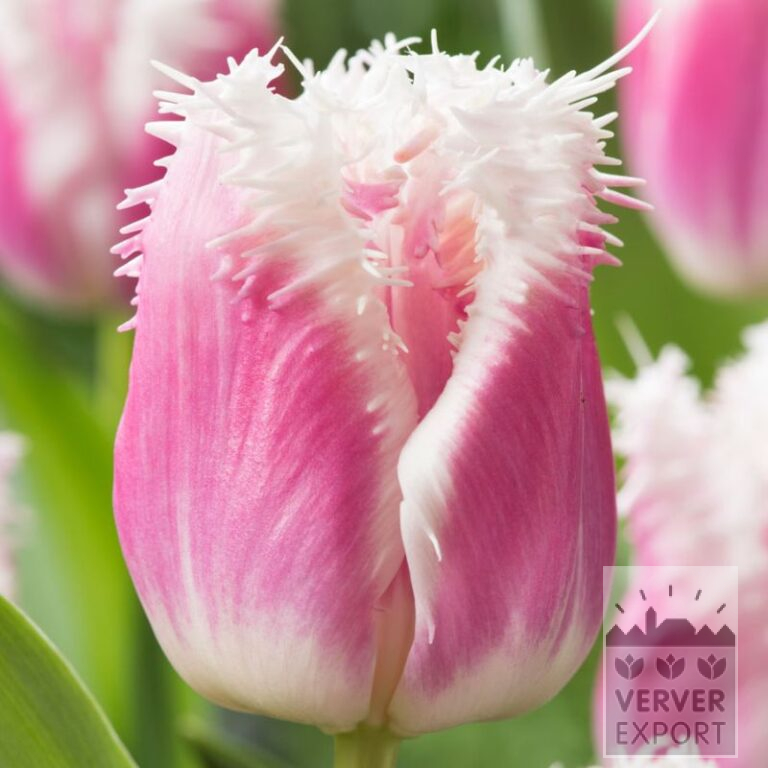 Tulpen 'Hawaii' (12846)