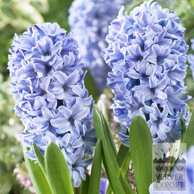Hyazinthen 'Delfts Blue' (13006)