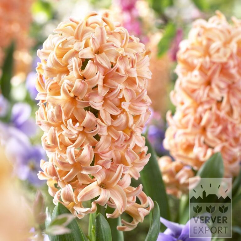 Hyazinthen 'Gipsy Queen' (13007)
