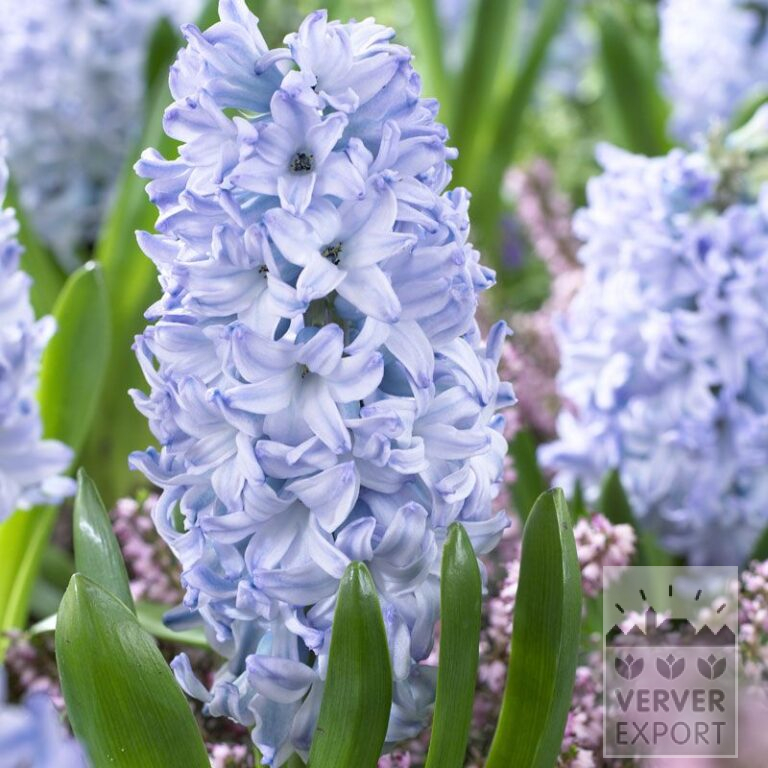 Hyazinthen 'Aqua' (13058)