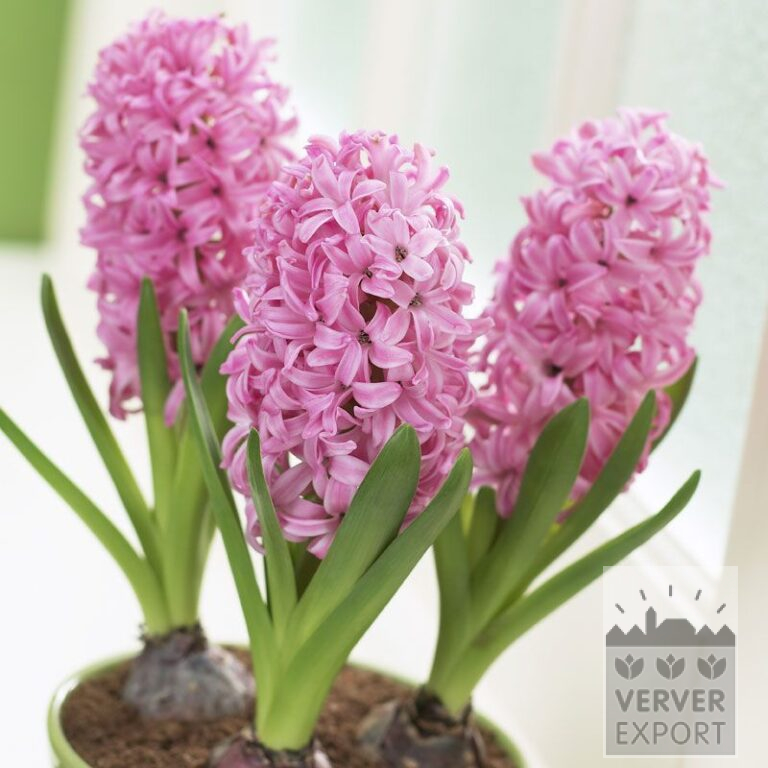 Hyazinthen 'Pink Pearl' - vorbehandelte (13031)