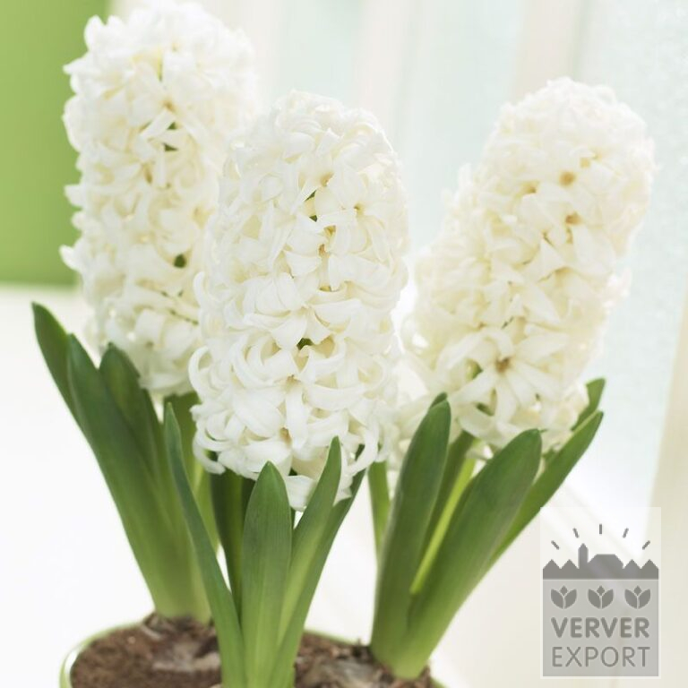 Hyazinthen 'White Pearl' - vobehandelte (13032)