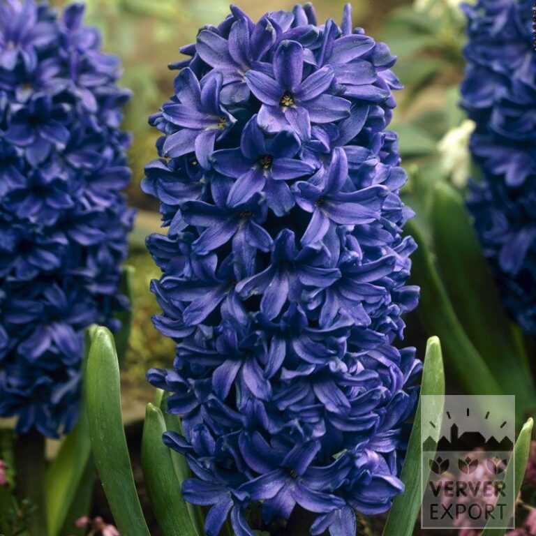 Hyazinthen 'Peter Stuyvesant' (13042)