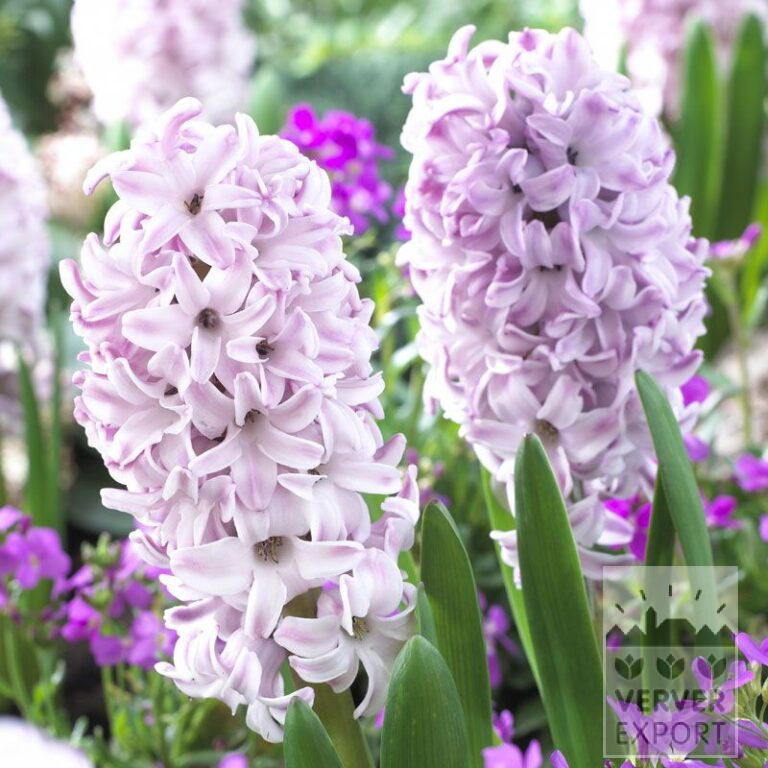 Hyazinthen 'Splendid Cornelia' (13046)