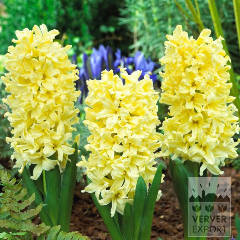 Hyazinthen 'Yellow Queen' (13054)