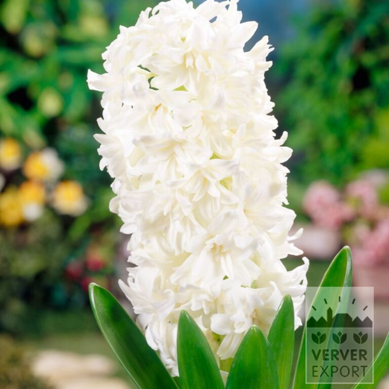 Hyazinthen 'White Fleur' (13056)