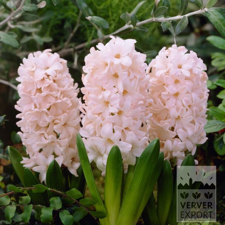 Hyazinthen 'China Pink' (13060)