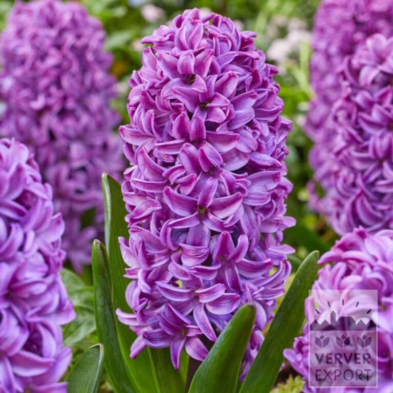 Hyazinthen 'Purple Dream' (13064)