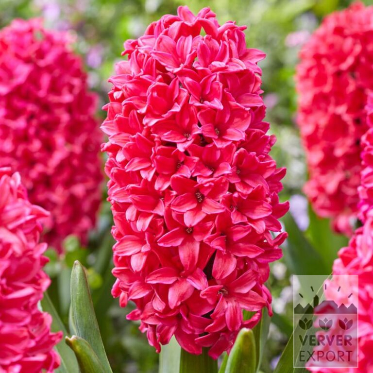 Hyazinthen 'Amore' (13065)