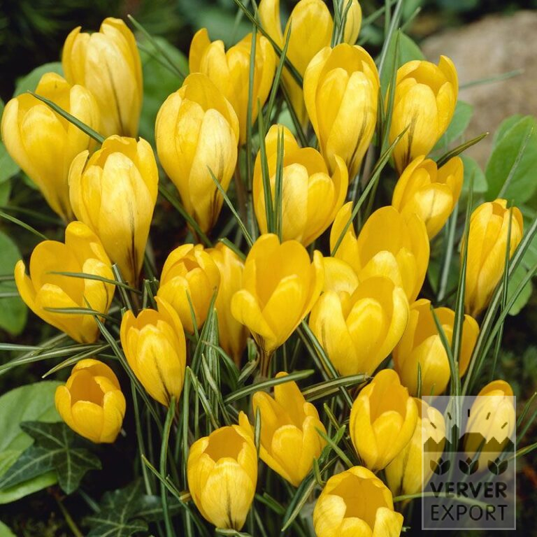 Krokusse 'Gelb' (14001)