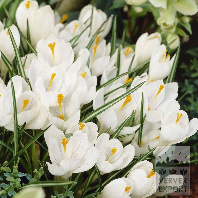 Bio-Blumenzwiebeln bio Crocus 'Jeanne d'Arc' (14610)