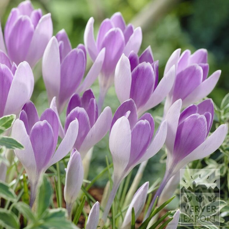 Krokusse 'Vanguard' (14004)