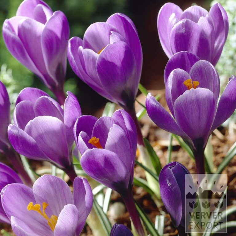 Krokusse 'Grand Maître' (14005)