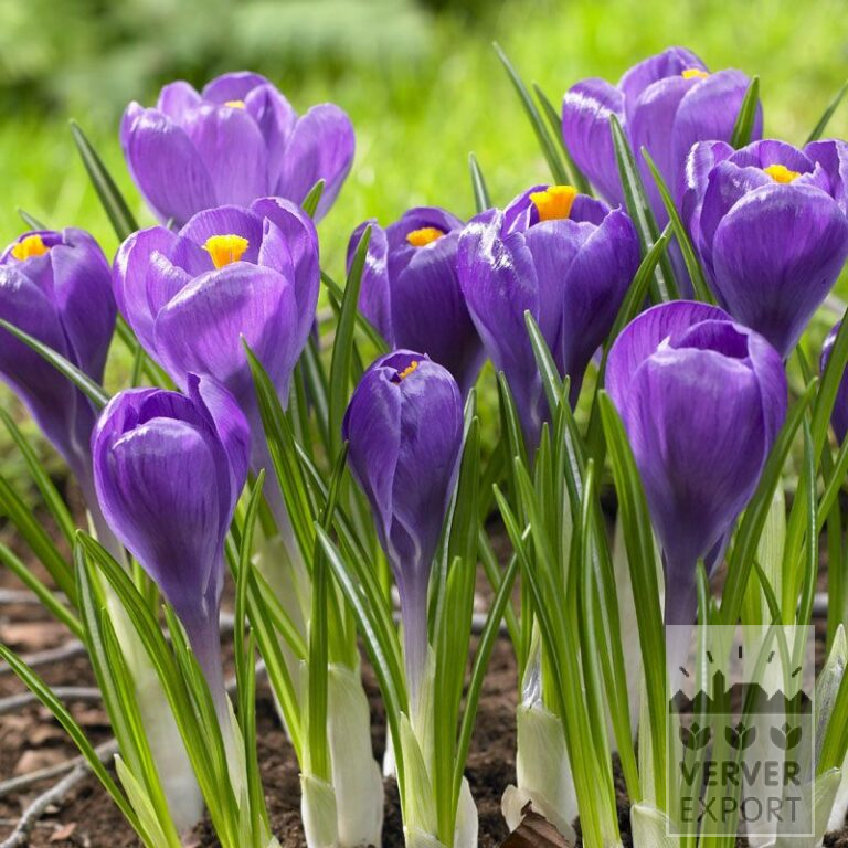 Krokusse 'Remembrance' (14006)