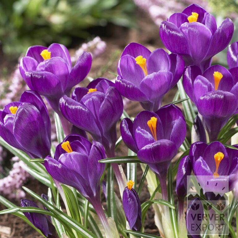 Krokusse 'Flower Record' (14007)
