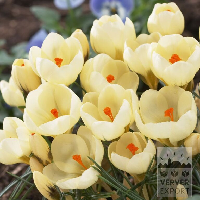 Krokusse chrysanthus 'Cream Beauty' (14013)
