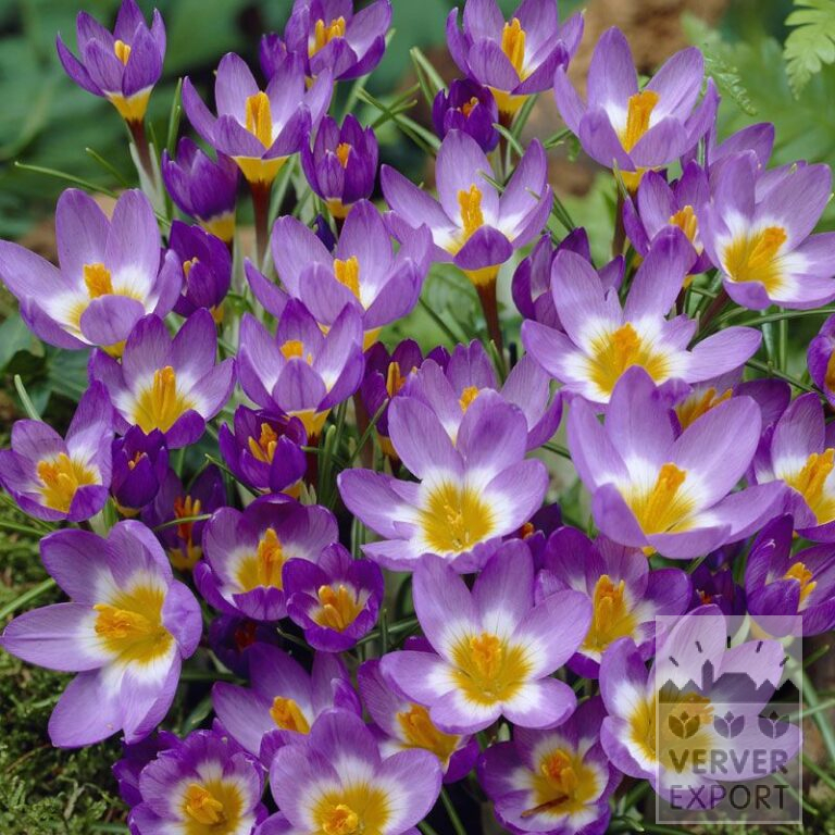 Krokusse sieberi 'Tricolor' (14020)