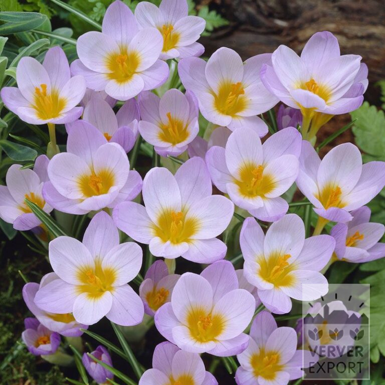 Krokusse sieberi 'Firefly' (14021)