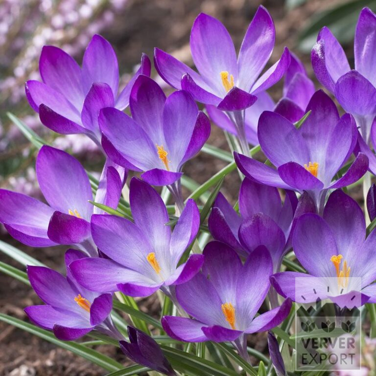 Krokusse tommasinianus 'Ruby Giant' (14023)