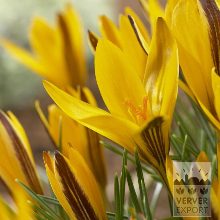 Krokusse angustifolius (14024)